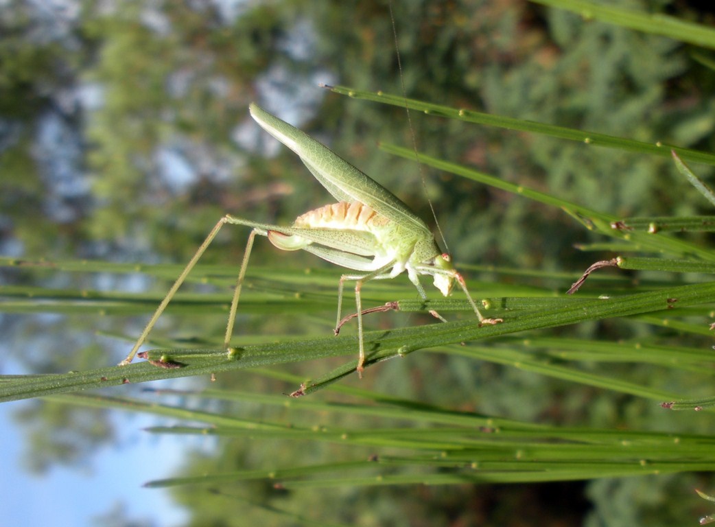 Quale Phaneroptera? - P. nana